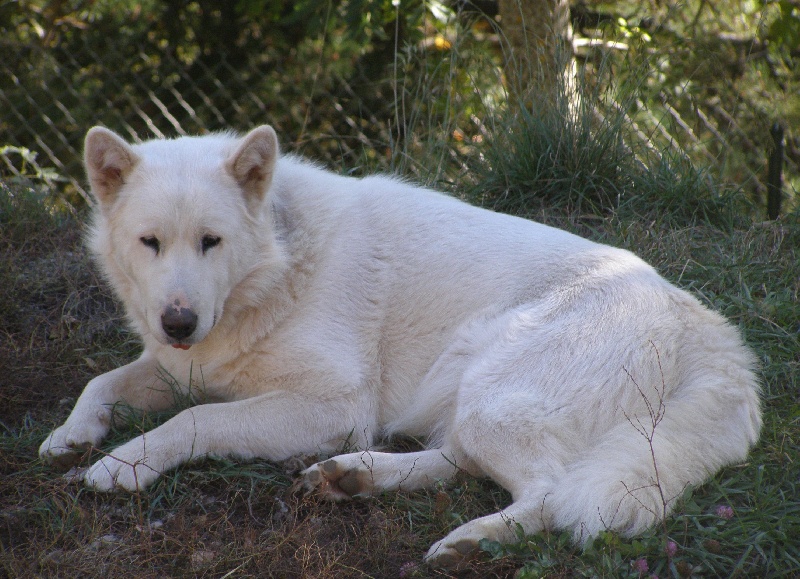 Caleesi Des Loups Du Valgo