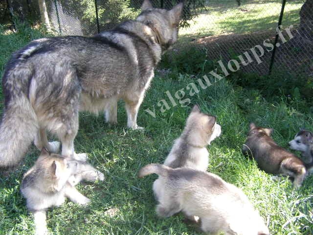 Des Loups Du Valgo - Alaskan Malamute - Portée née le 02/07/2013