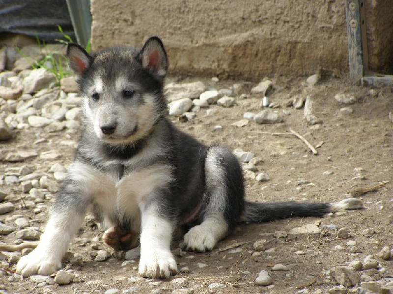 Des Loups Du Valgo - Chiot disponible  - Alaskan Malamute