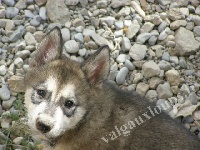 I' Yukon Quest KENAÏ des Loups du Valgo