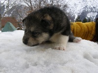 Iditarod INUK des Loups du Valgo