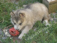 I' Yukon Quest KAYAK - IKAR des loups du Valgo