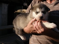 Des Loups Du Valgo - Alaskan Malamute - Portée née le 17/12/2014