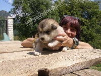 I' Yukon Quest IUROKS des Loups du Valgo