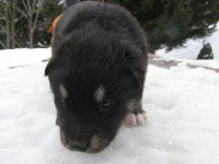 Iditarod CHUPPY des Loups du Valgo