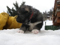 Iditarod TALA des Loups du Valgo