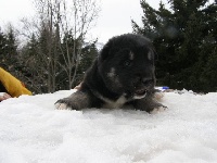 Iditarod CHEYENNE des Loups du Valgo