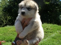 I' Yukon Quest IONA des Loups du Valgo