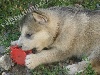 I' Yukon Quest KAYAK - IKAR des loups du Valgo