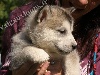 I' Yukon Quest KAYAK - IKAR des loups du Valgo