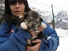 Iditarod INUK des Loups du Valgo