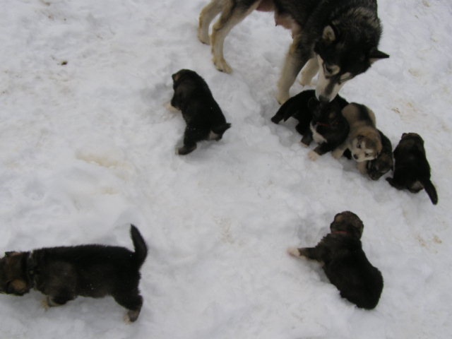 Des Loups Du Valgo - Alaskan Malamute - Portée née le 06/01/2013